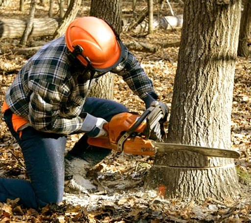 Tree Removal in Fairfax, VT